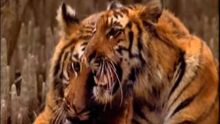 IndianBangladeshi Swamp Tigers A Documentary Part 6 [upl. by Severin]