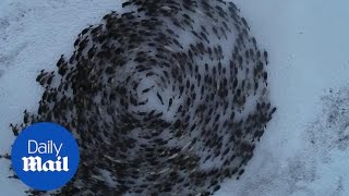 Herd of deer create cyclone as they graze fields [upl. by Islaen]