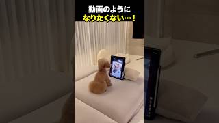 動画みたいになるもんか！！！海外の反応 海外のリアクション 外国人 おもしろ動画 爆笑動画 笑える バズった動画 癖が強い shorts ドッキリ [upl. by Slotnick489]