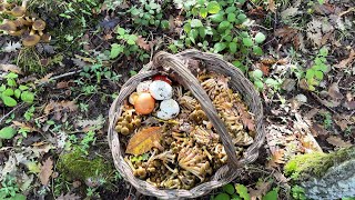 “Chiodini in Abbondanza La Magia dei Primi Funghi d’Autunno” Armillaria Mellea [upl. by Nnairb]