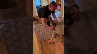 Soldier surprises 170lb dog hidden in Christmas present 🎁🇺🇸 shorts [upl. by Nwotna]