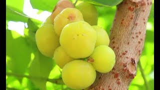 Tropical Fruits Gooseberry  Grosella  Phyllanthus acidus  Starberry  Chalmeri  Nellikai  Usiri [upl. by Akiehsat]