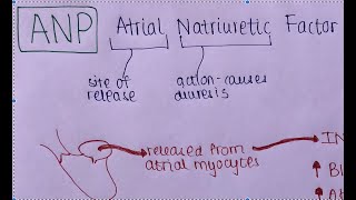 What Is ANP Atrial Natriuretic Peptide And BNP B Type Natriuretic Peptide In 3 Minutes  USMLE [upl. by Sparke]