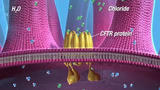 PULMOZYME® dornase alfa Mechanism of Action for Cystic Fibrosis [upl. by Darya]