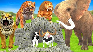 3 Zombie Tigers Verse Elephant who Tries to Help Cow and Bull Fight Escape from Giant Tigers [upl. by Elraet]