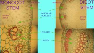 Differences between Monocots amp Dicots [upl. by Poppo962]