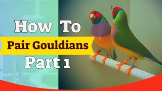 Gouldian Finch Pairing  6 Pairs Breeding Season Part 1 [upl. by Asiilanna234]