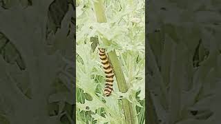 Cinnabar Caterpillars no 5 eating a leaf [upl. by Dinnage570]