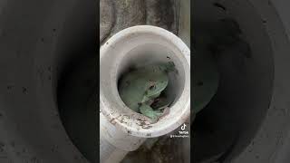 How many Dumpy Tree Frogs fit in a pipe frog amazingfrog [upl. by Minsk]