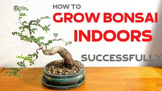 How to grow Bonsai trees indoors successfully [upl. by Lussier103]