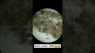 quotDog saliva magnified 400X is so coolquotunderthemicroscope [upl. by Relyt266]