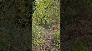 Wooded path Offasdykenature woodlandwalk [upl. by Ecinna539]