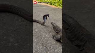 Monitor lizard vs cobra fight PART1 viralshortshortanimalfightdangerytshortsuttarakhand [upl. by Raffaello]