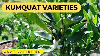 Kumquats amp Quat Varieties  Kumquat Facts amp Benefits  Citrus Tour [upl. by Corneille185]