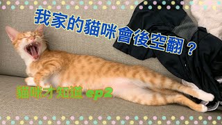 我家的貓會後空翻，妳要來看看嗎？【養貓才知道ep2】把妹就用這招 貓咪很香 [upl. by Dennard997]