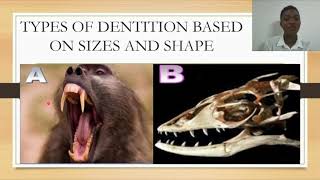 DentitionTypes Of Dentition [upl. by Gloriane]