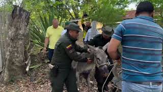 Solidaridad con medina el burrito que sobrevivió a la tragedia [upl. by Hertha477]