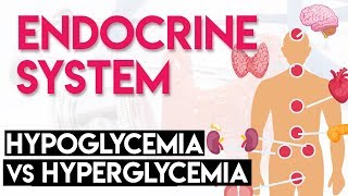 Hypoglycemia vs Hyperglycemia  Endocrine System Part 3 [upl. by Asreht]