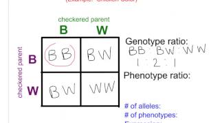 Bio 85 Non Mendelian Genetics  Incomplete amp Codominance [upl. by Celeste]