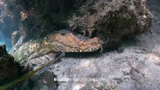 Cuviers Dwarf Caiman in the Rio Formosa [upl. by Lila]