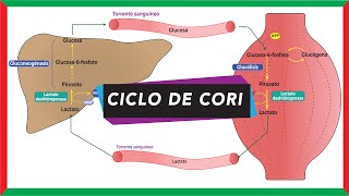 Ciclo de Cori ciclo del ácido láctico o lactado  Metabolismo [upl. by Leuamme]