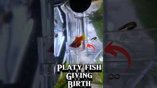 Platy Fish Giving Birth in Labour Pregnant aquarium fish fishtank platyfish [upl. by Donia]