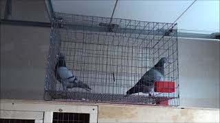 Racing Pigeon Polygamous  Stallion System Breeding [upl. by Aiym923]