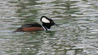 hooded merganser is trying to swallow a fish [upl. by Gerrald]