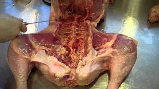 How to cut a whole turkey to prepare for roasting [upl. by Dnomso]