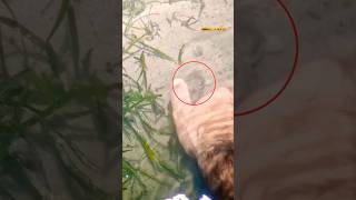 Pesca in Mare Con le Mani pescainmare seppia [upl. by Eniawtna986]