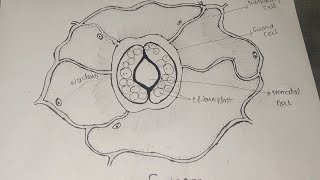 Stomata diagram। How To Draw stomata diagram। stomata diagram class 10। stomata biology diagram [upl. by Blair749]