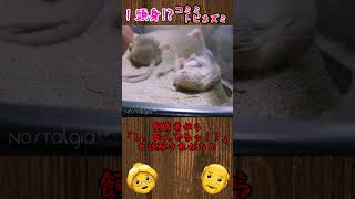 【最小】👵1頭身！？コミミトビネズミについて解説❤ shorts ゆっくり解説 雑学 動物 生き物 [upl. by Notlem]