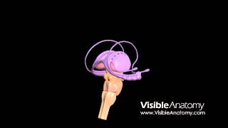 Brain Interior  Royaltyfree Medical HD footage amp 3D Models [upl. by Trabue]