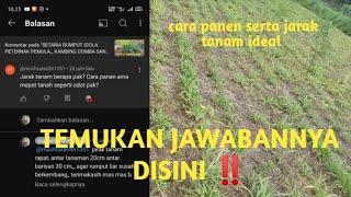 Cara panen serta jarak tanam ideal rumput SETARIA [upl. by Arlyn29]