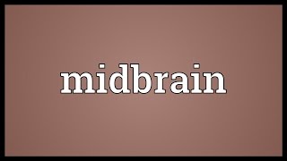 Midbrain Meaning [upl. by Miharba]