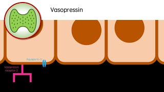 What makes you thirsty  Vasopressin [upl. by Sclater]