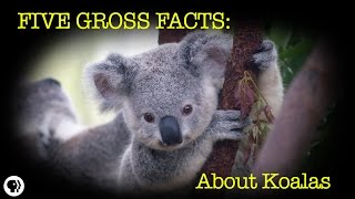 5 Gross Facts About Koalas [upl. by Coltson]