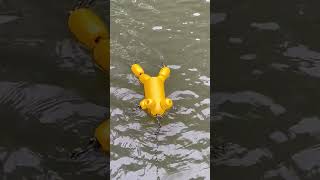 Golden Toad Crab Trap Float [upl. by Dumanian]