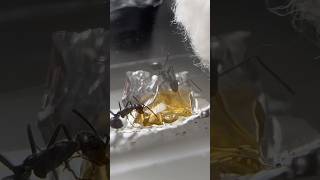 Honeypot Ants Try Honey 🍯 [upl. by Pandora794]