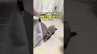 パパの靴下で追いかけたら爆笑したferret かわい かわいい 癒される 可愛い おもしろ ペット animals フェレット [upl. by Ellimak]