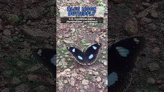 Butterfly Facts🦋  insects entomology butterfly [upl. by Idihc]