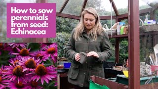 How to sow perennials from seed  Echinacea [upl. by Alokin]