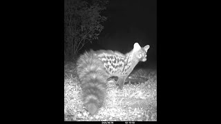 Cheeky Genet knocks my camera over [upl. by Takken]