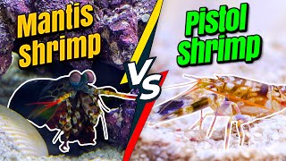 MANTIS SHRIMP vs PISTOL SHRIMP [upl. by Goldenberg]