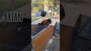 Silly Guard Dogs Chickens Chooks Chics OnlyHens Fowls Rooster ASMR [upl. by Eentruoc]