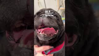 Pugs amp Brachycephalic Obstructive Airway Syndrome BOAS [upl. by Anor]