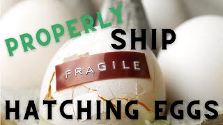 How to Ship Hatching Eggs [upl. by Alysia]