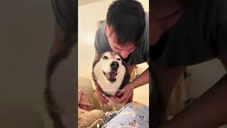 Funny dogs 🐶 dog funny dogs pets cute animals funnydogs funnymemes cutedog funnyvideo [upl. by Adnaerb]