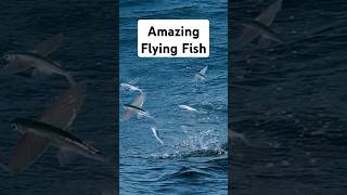 How Flying Fish Evolved to Escape Predators [upl. by Eustatius]