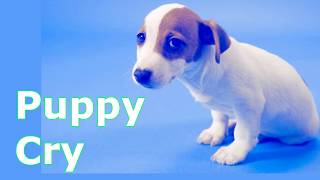 Puppy Crying Sound  Dog Crying Sound Effect to Stimulate Your Dog [upl. by Reffotsirhc]